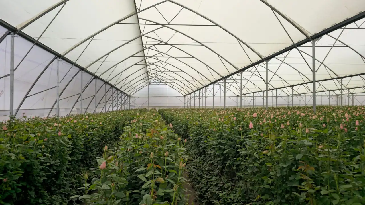 重庆美睫嫁接技术解析：低敏胶水与睫毛护理如何提升持久度